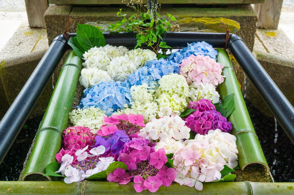 大鳥神社の花手水