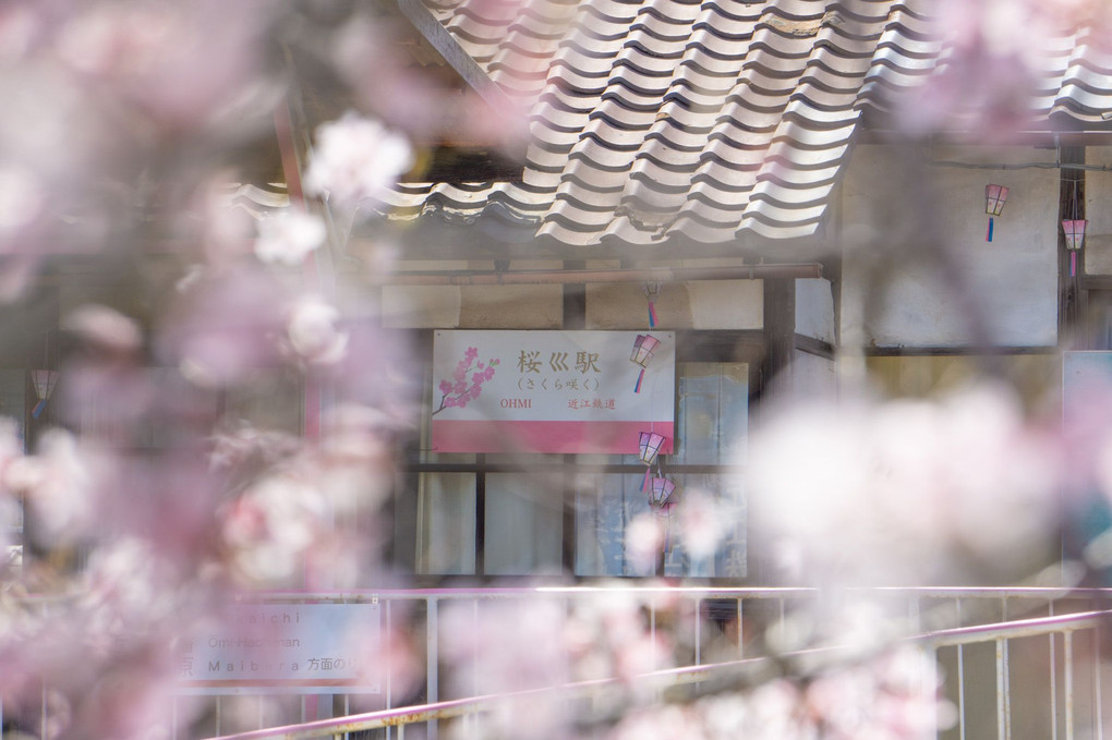 桜が似合う駅