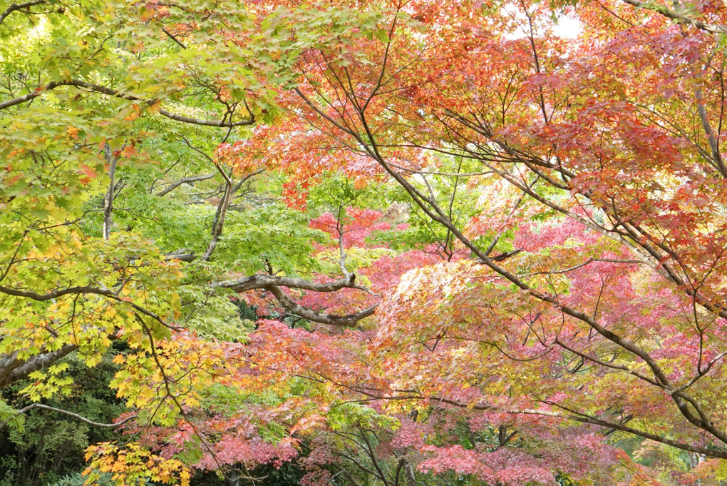 天龍寺庭園の紅葉グラデーション