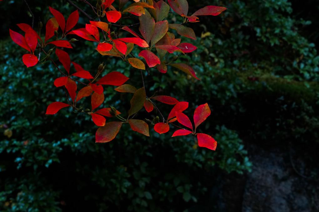 紅の葉