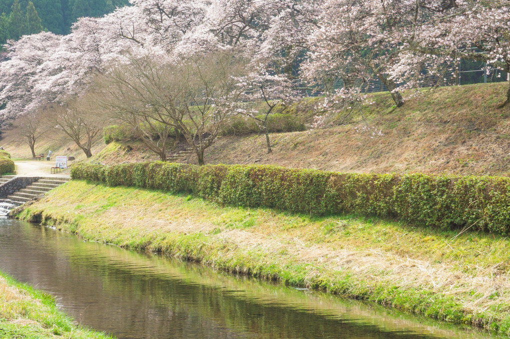 鮎川の千本桜
