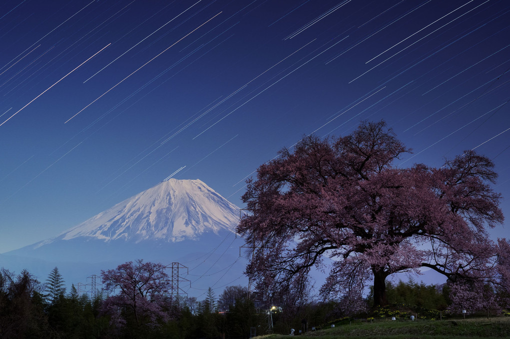 月夜に浮かぶ富士と一本桜