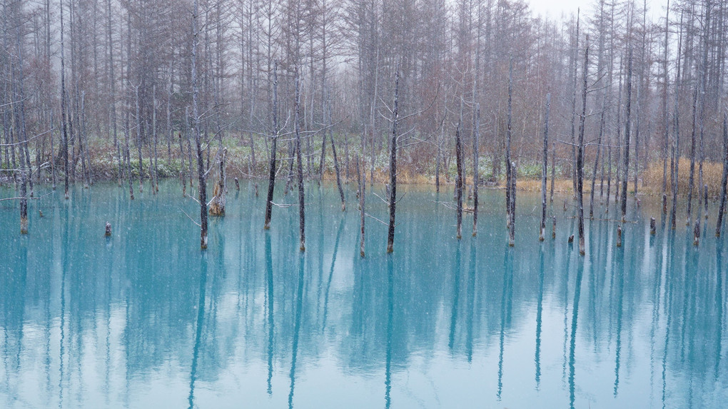 晩秋の青い池