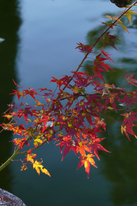 紅葉2020最終便