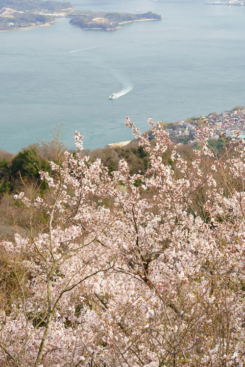 多島美の桜