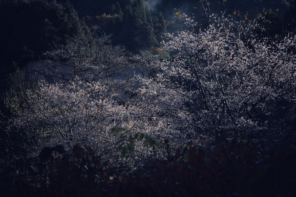 照らす四季桜