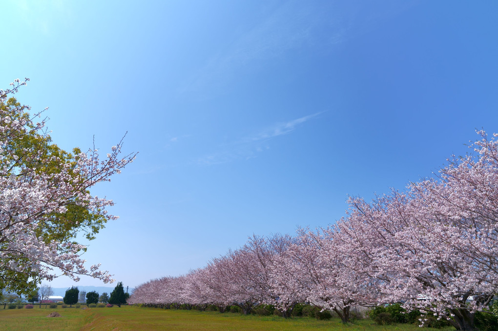 圧巻の桜並木。