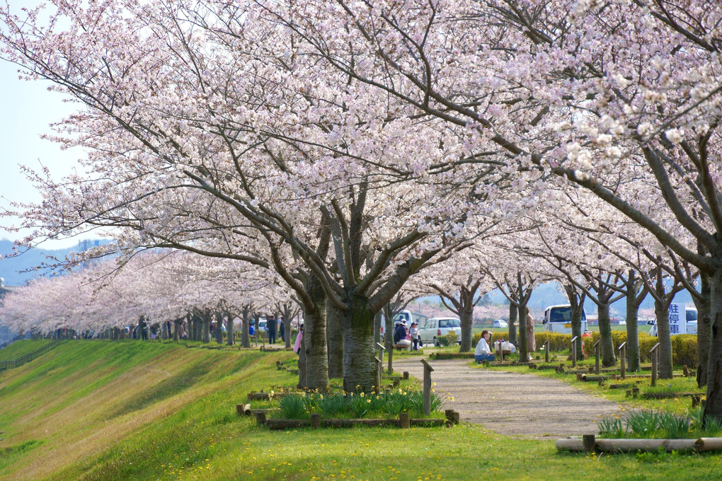 桜のアーケード