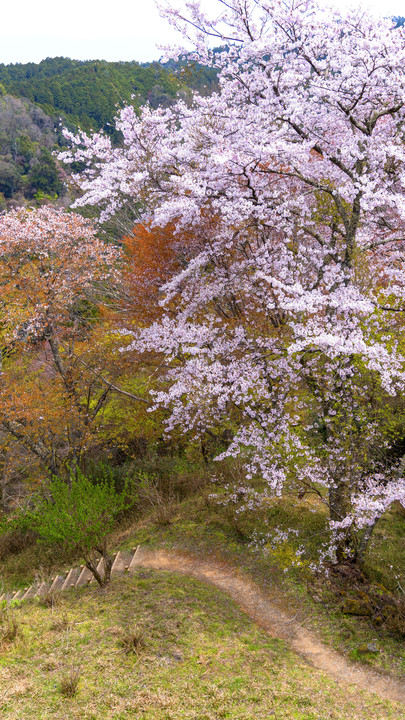 吉野山、桜さくら