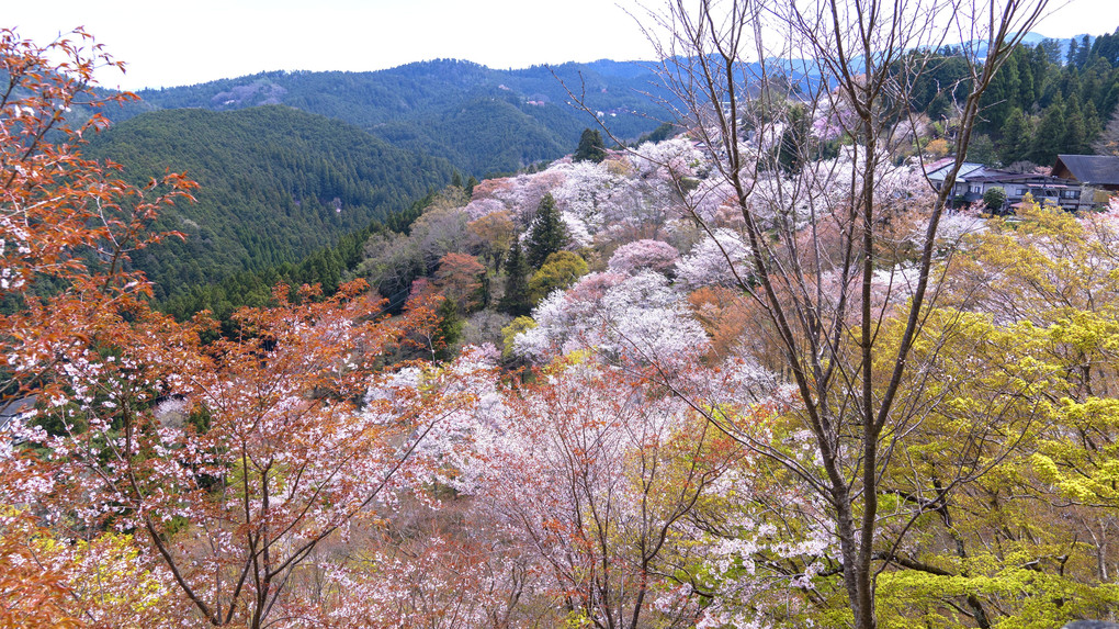 吉野山、桜さくら