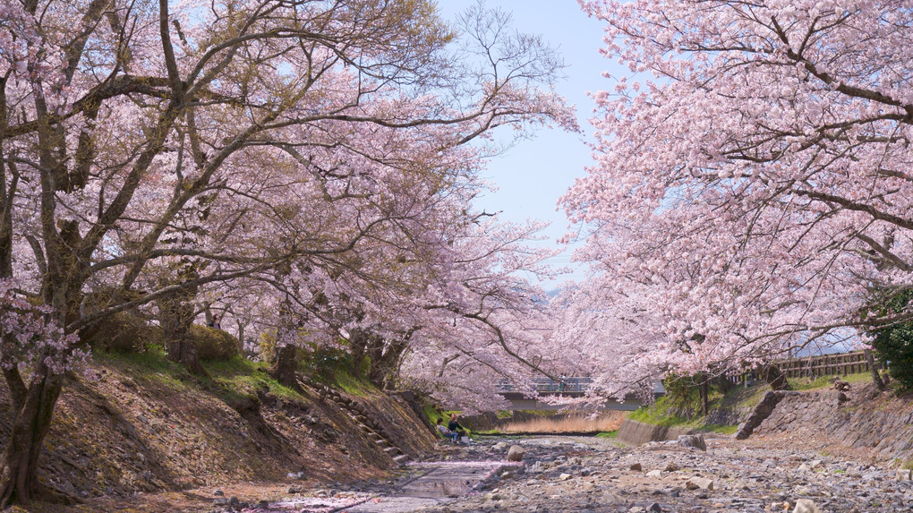 七谷川の桜