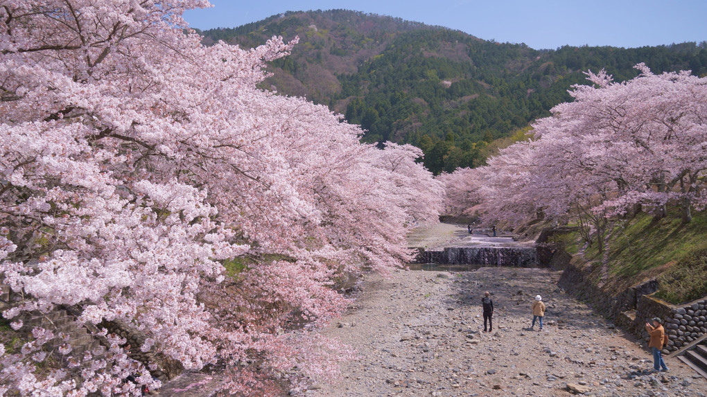 七谷川の桜