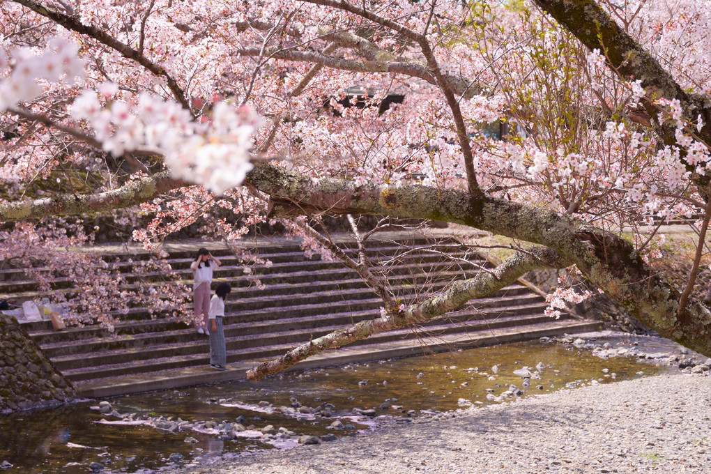 桜ひらひら舞い降りて落ちて、揺れる想いのたけを抱きしめた。