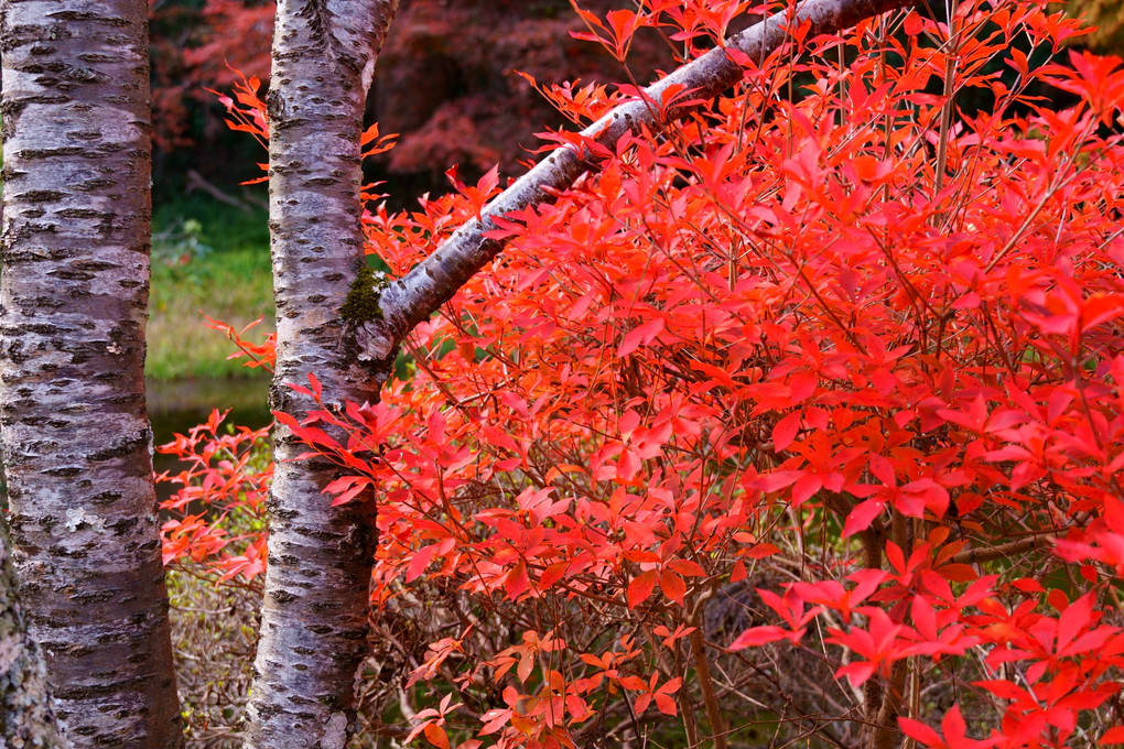 鍬山神社で見た秋は・・