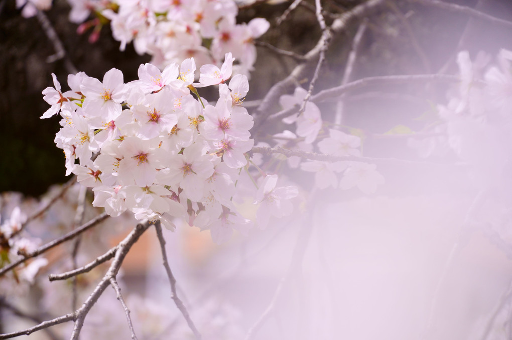 桜と阪急マルーン