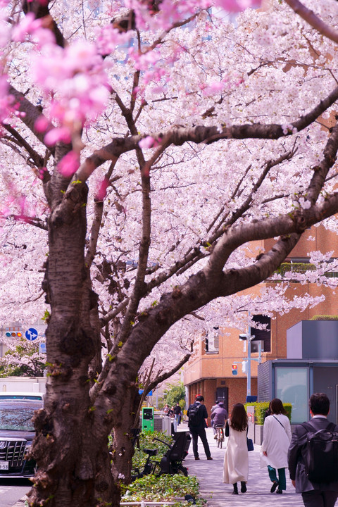 桜、都会育ち