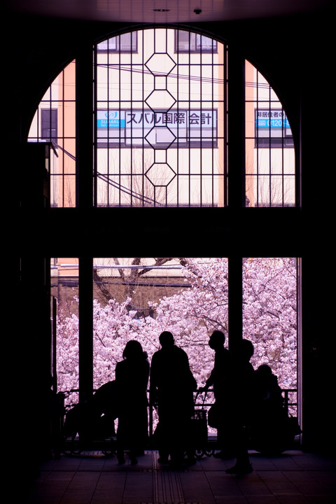 桜と影のコントラスト