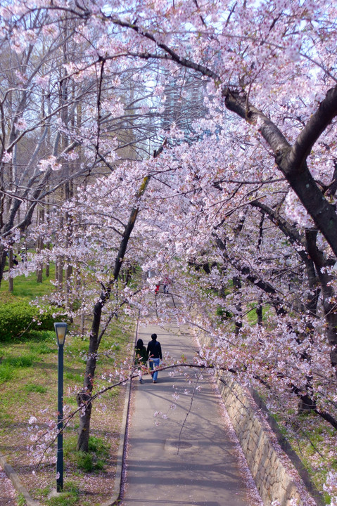 桜の宮を歩く。