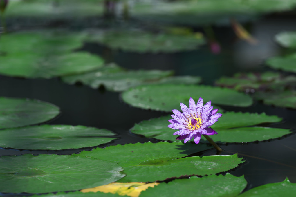 色々な花がありますが