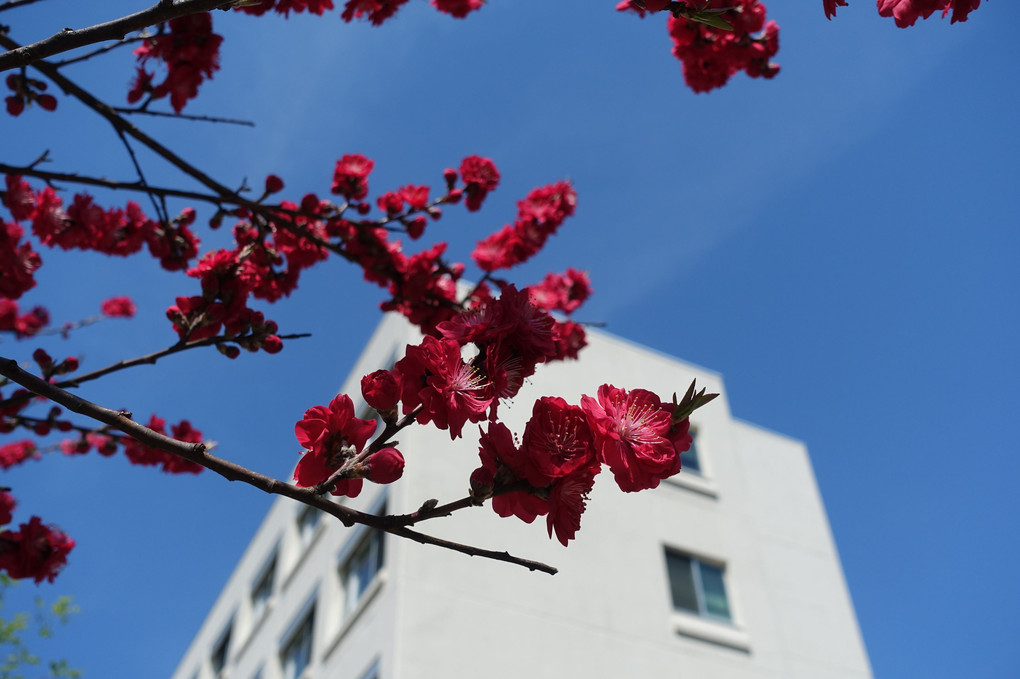 大学の八重桜