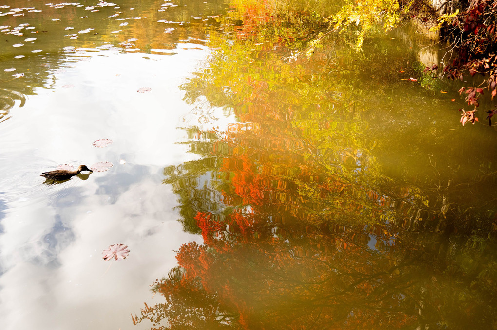 紅葉を泳ぐ水鳥