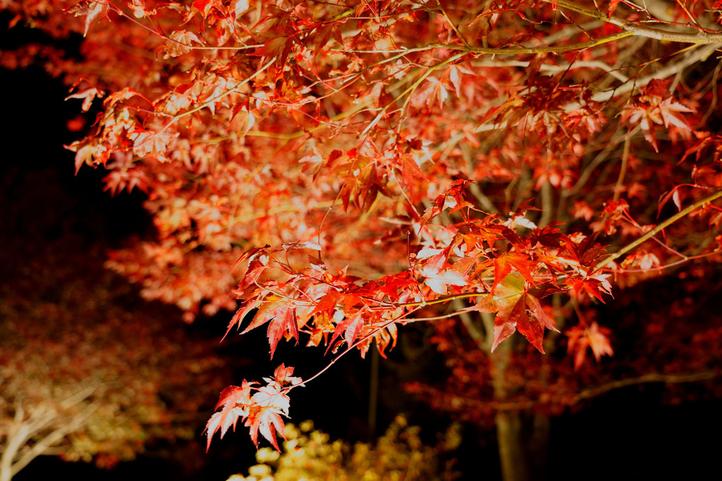 Autumn night colors...