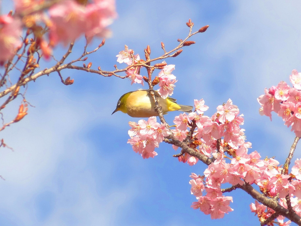 メジロの河津桜