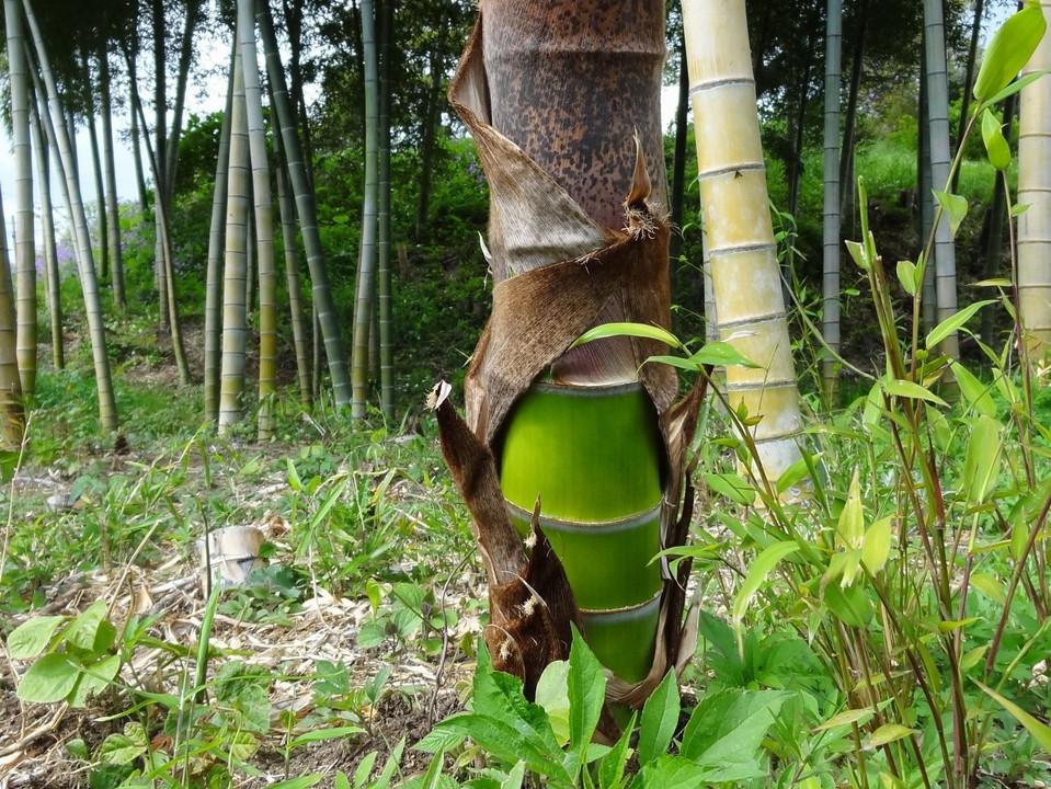 若竹の顔見世