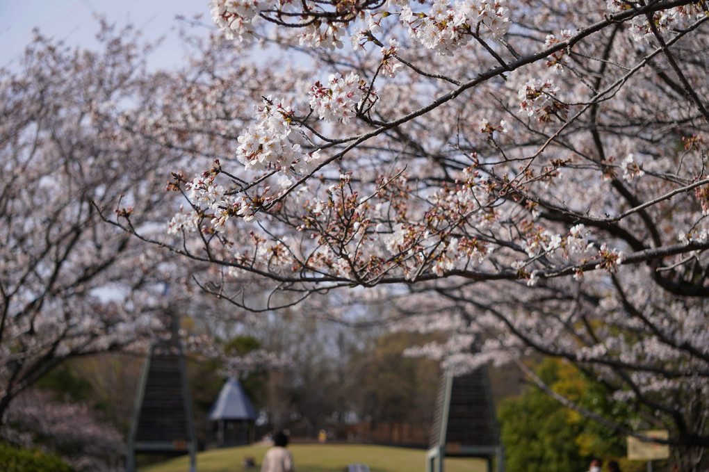 桜の季節：地元の公園にて