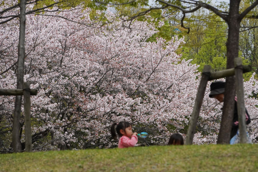 桜の季節：地元の公園にて