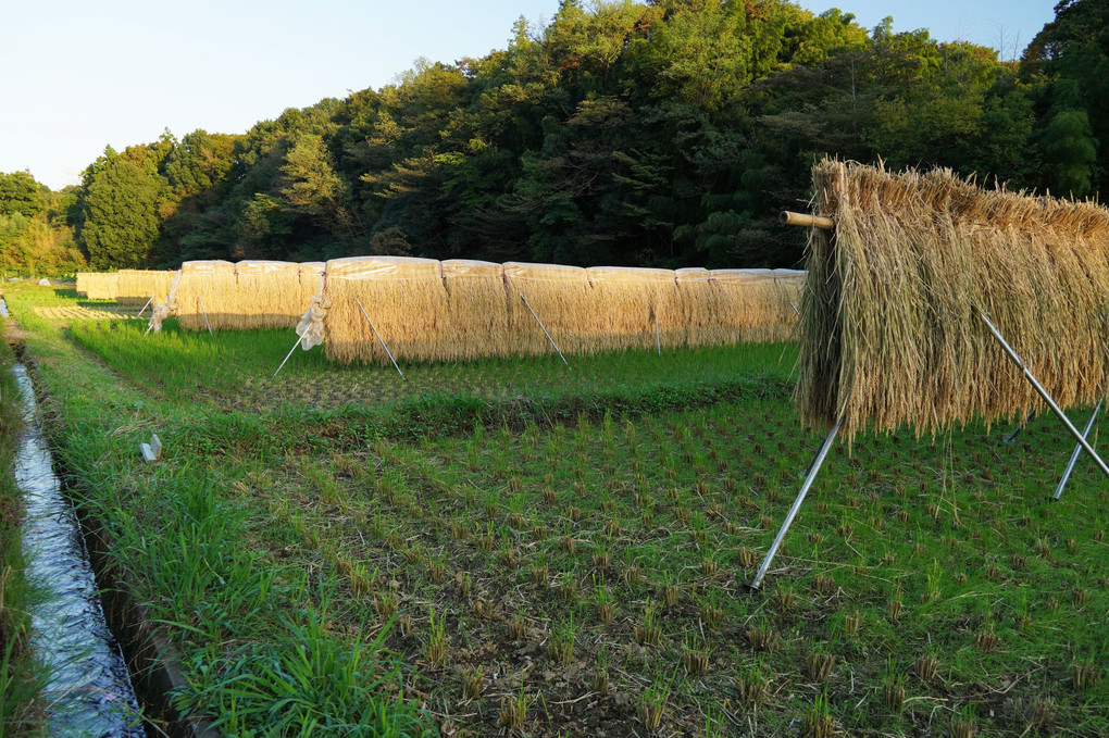 田園風景