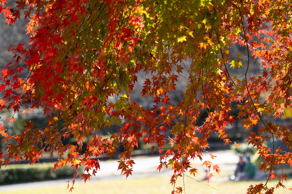 公園の紅葉