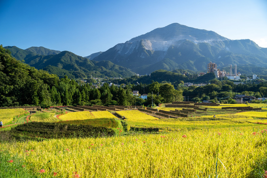 寺坂の棚田