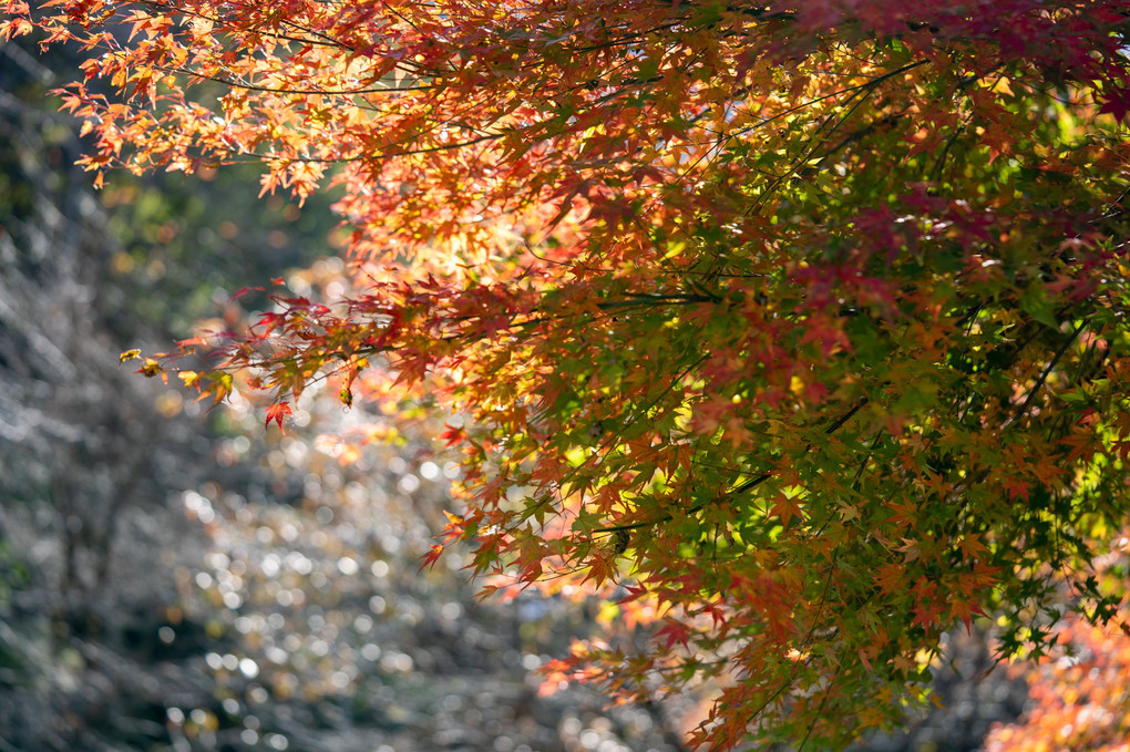 秩父路の紅葉