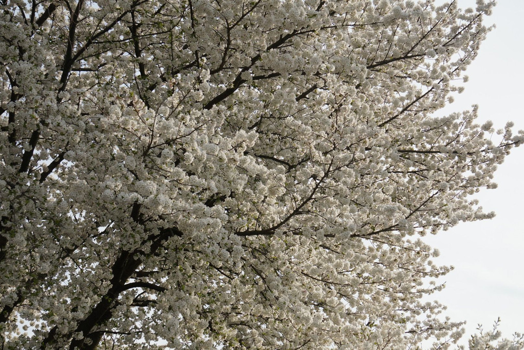 散歩道の桜🌸