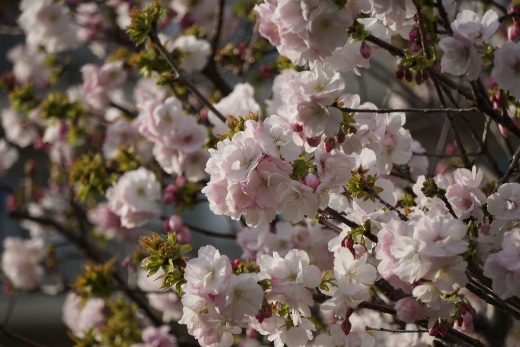 散歩道の桜🌸