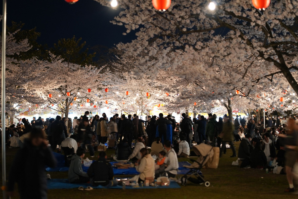 仙台西公園の夜桜　#桜#
