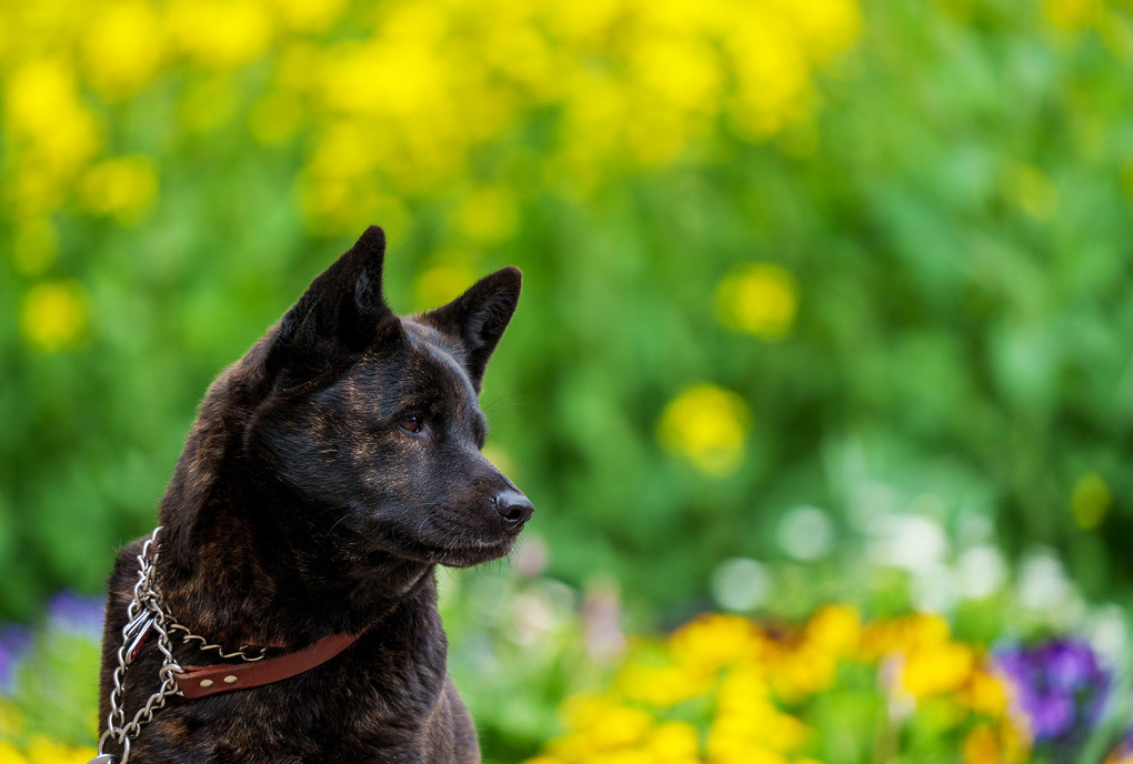 甲斐犬　動物瞳AF凄い！