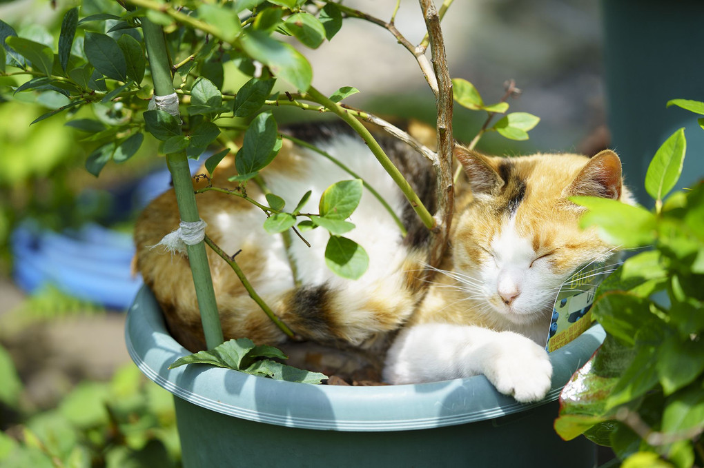 猫からブルーベリーの木が生えてる？
