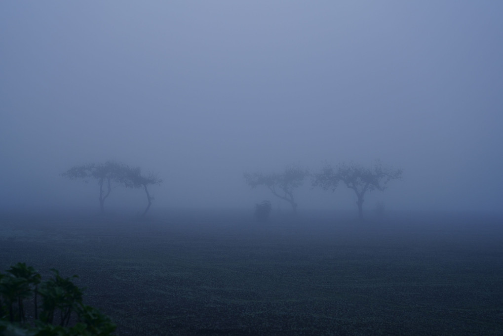 霧にかすむ木々