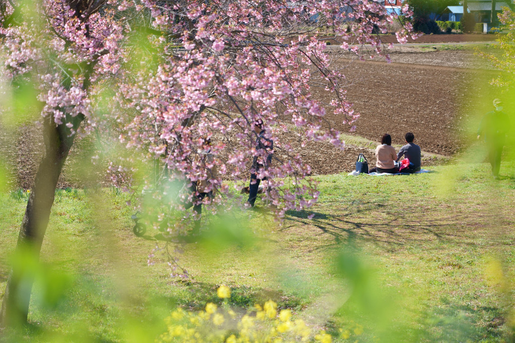 桜満開そして菜の花も