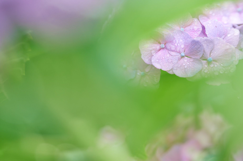 雨あがりのアジサイ