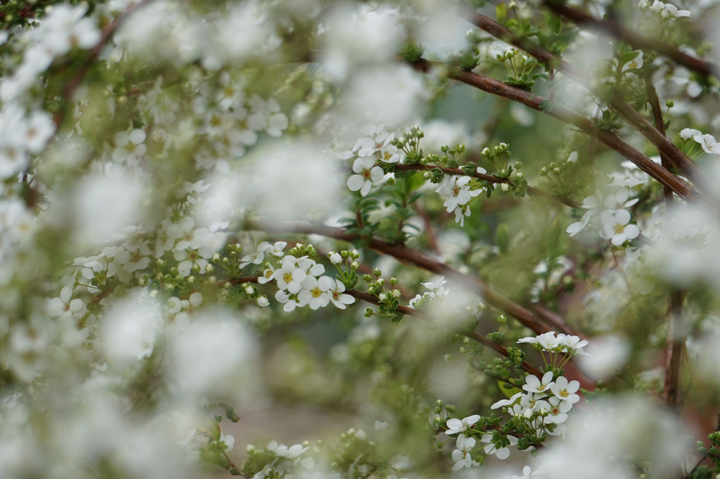 ユキヤナギ、開花早め