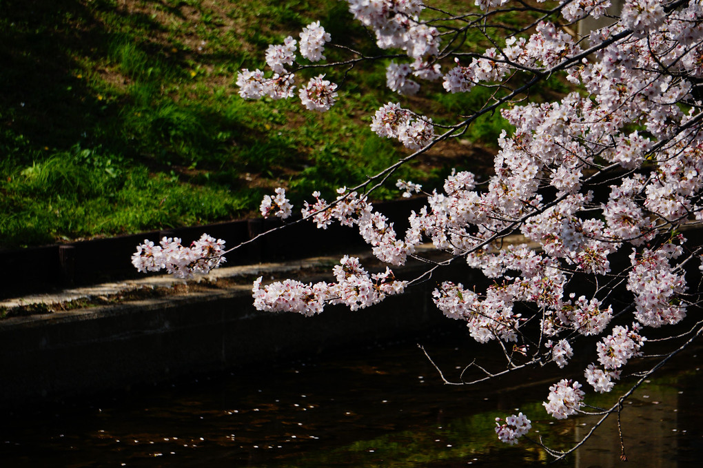 親水公園の桜