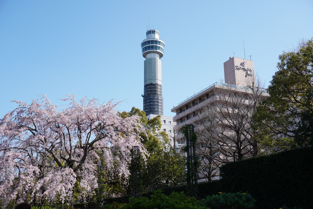 マリンタワーと枝垂れ桜