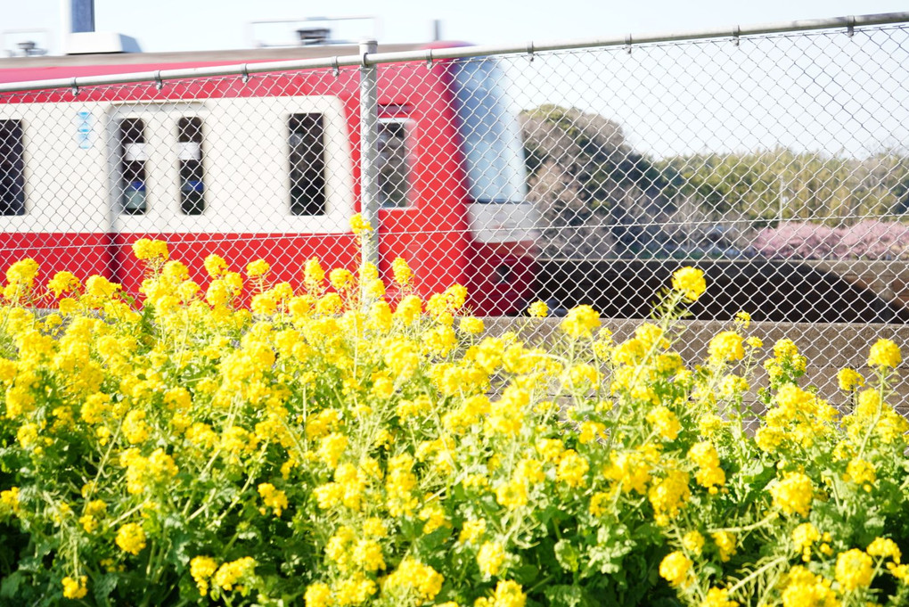赤い電車と菜の花と