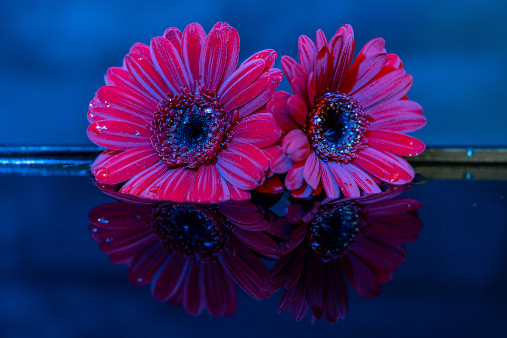 reflected flowers