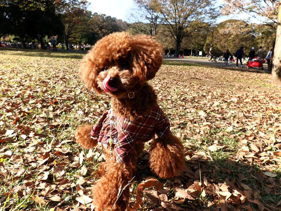 秋の公園