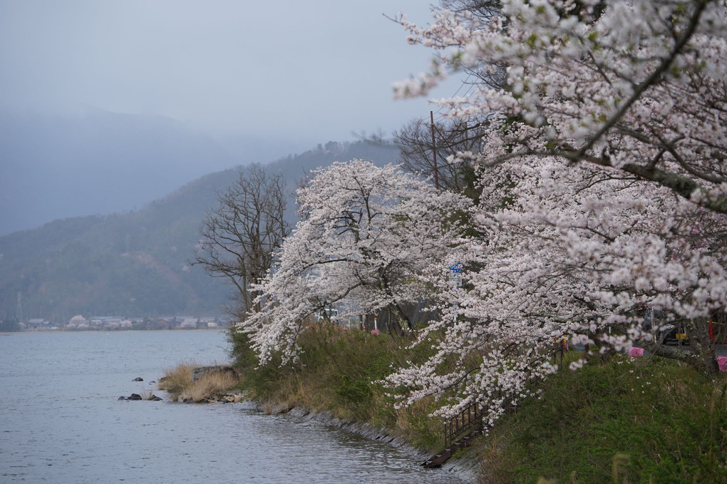 雨霧に濡れし桜花
