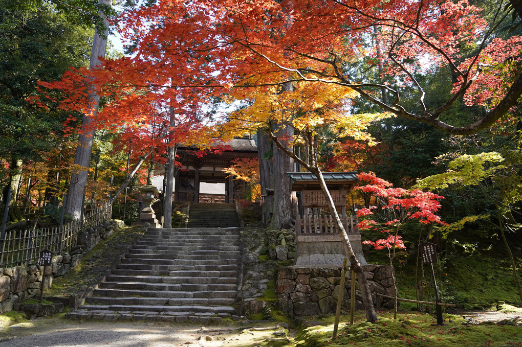 西明寺（滋賀県湖東三山）の紅葉